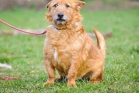 OTOZ Animals - Alex - kochany terier o wielkich ma