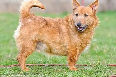 OTOZ Animals - Alex - kochany terier o wielkich ma