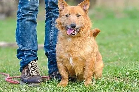 OTOZ Animals - Alex - kochany terier o wielkich ma