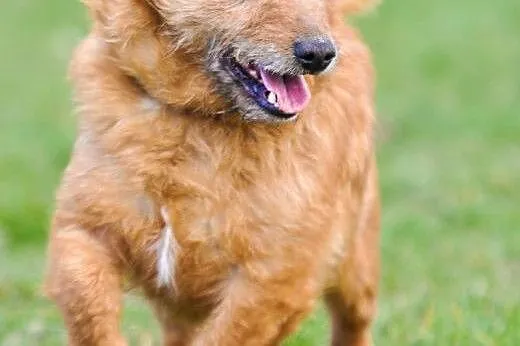 OTOZ Animals - Alex - kochany terier o wielkich ma