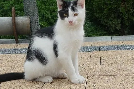 2 śliczne kociczki szukają kochających domów,  lub