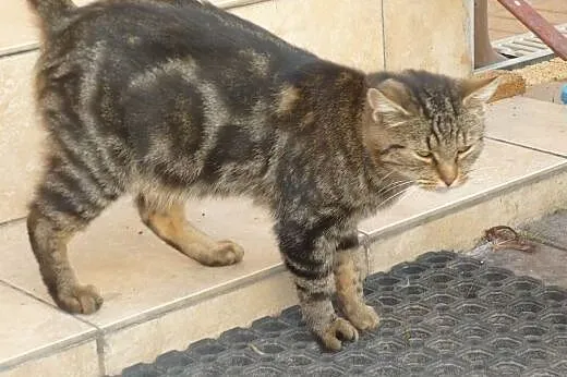 2 śliczne kociczki szukają kochających domów,  lub