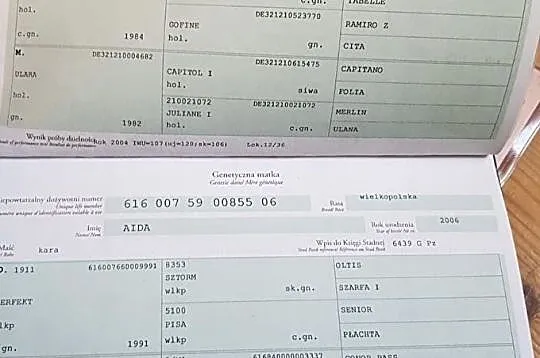 3 letni gniady wałach, TUV 1!, , 