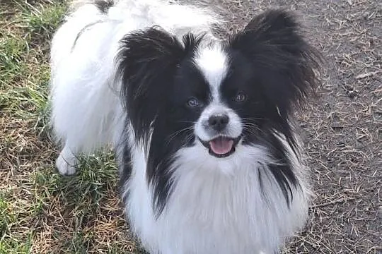 Spaniel kontynentalny-Papilon