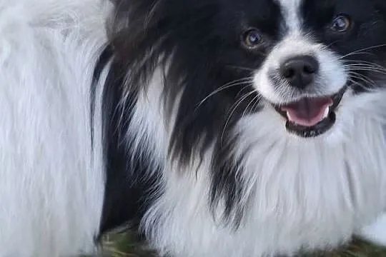 Spaniel kontynentalny-Papilon, Łódzkie, Łask