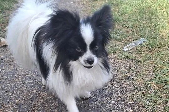 Spaniel kontynentalny-Papilon, Łódzkie, Łask