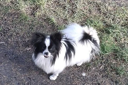 Spaniel kontynentalny-Papilon, Łódzkie, Łask