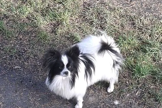 Spaniel kontynentalny-Papilon, Łódzkie, Łask