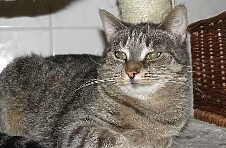 Kocia dama - seniorka Feta szuka domu na dobre i n