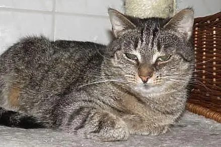Kocia dama - seniorka Feta szuka domu na dobre i n