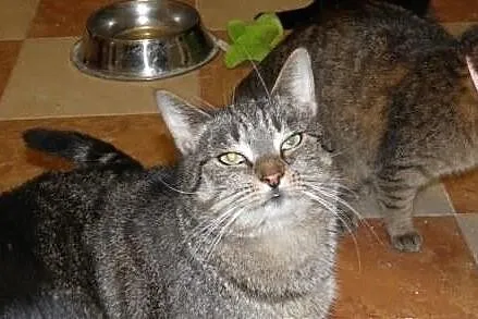 Kocia dama - seniorka Feta szuka domu na dobre i n