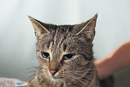 Kocia dama - seniorka Feta szuka domu na dobre i n