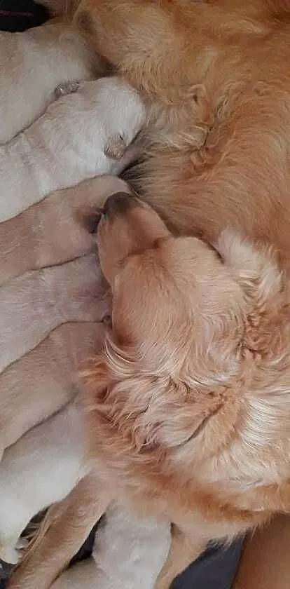 Golden Retriever, Lubelskie, Poniatowa