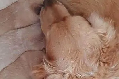 Golden Retriever, Lubelskie, Poniatowa