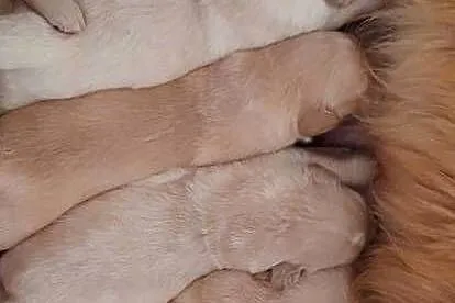 Golden Retriever, Lubelskie, Poniatowa