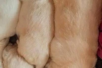 Golden Retriever, Lubelskie, Poniatowa