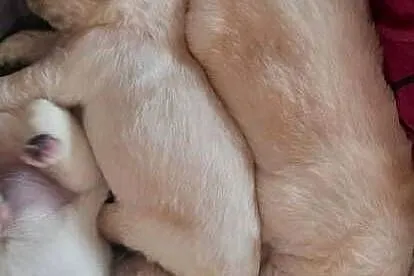 Golden Retriever, Lubelskie, Poniatowa