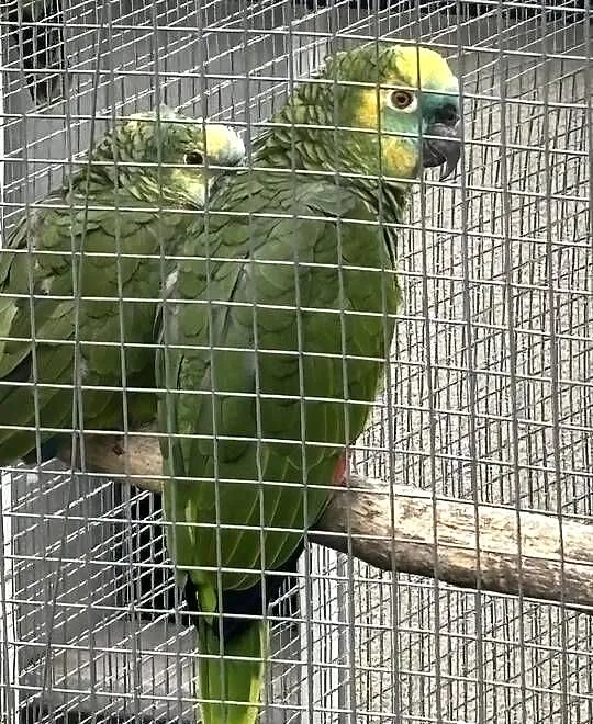 Amazonki niebieskoczelne, Świętokrzyskie, Pińczów