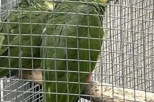 Amazonki niebieskoczelne, Świętokrzyskie, Pińczów