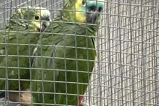 Amazonki niebieskoczelne, Świętokrzyskie, Pińczów