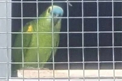Amazonki niebieskoczelne, Świętokrzyskie, Pińczów