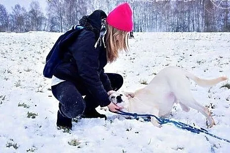 Kadi młody energiczny piesio marzy o kochającym do