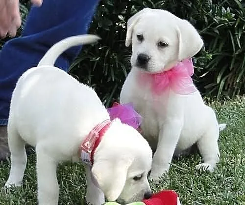 Labrador