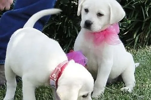Labrador