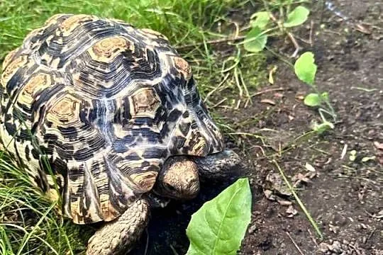 Żółw Lamparci Stigmochelys pardalis ur. 2017 Leah