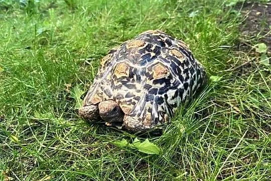 Żółw Lamparci Stigmochelys pardalis ur. 2017 Leah, Mazowieckie, Warszawa