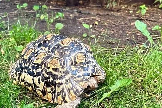 Żółw Lamparci Stigmochelys pardalis ur. 2017 Leah, Mazowieckie, Warszawa