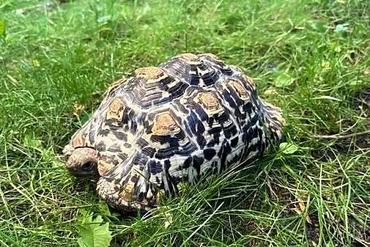 Żółw Lamparci Stigmochelys pardalis ur. 2017 Leah, Mazowieckie, Warszawa
