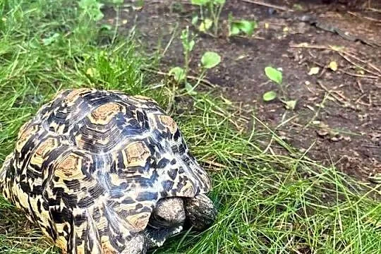 Żółw Lamparci Stigmochelys pardalis ur. 2017 Leah, Mazowieckie, Warszawa