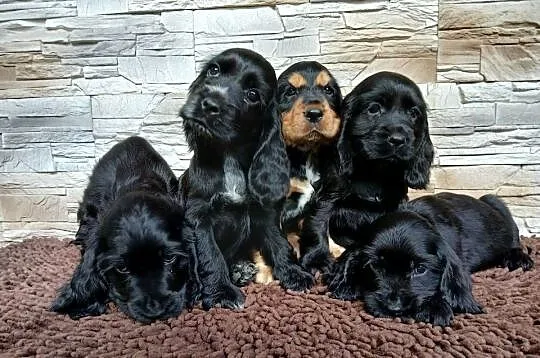 Śliczne Szczenięta Cocker Spaniel Angielski