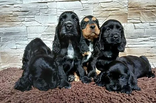 Śliczne Szczenięta Cocker Spaniel Angielski, Łódzkie, Sieradz