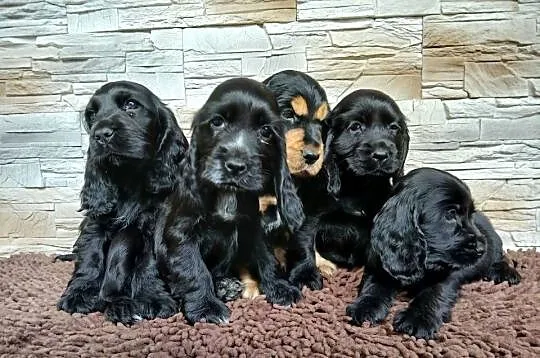Śliczne Szczenięta Cocker Spaniel Angielski, Łódzkie, Sieradz