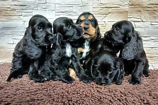 Śliczne Szczenięta Cocker Spaniel Angielski, Łódzkie, Sieradz