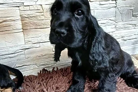 Śliczne Szczenięta Cocker Spaniel Angielski, Łódzkie, Sieradz