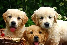 Golden retriever szczeniaki 7 tygodni