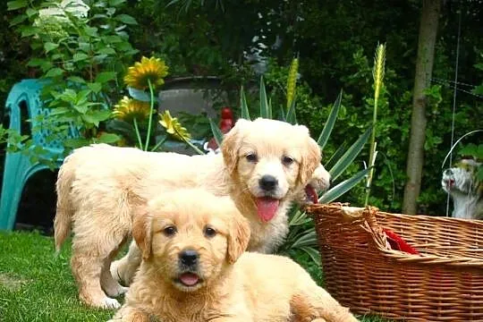 Golden retriever szczeniaki 7 tygodni, Podkarpackie, Sulistrowa