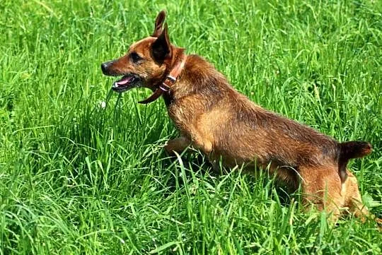 KROKIET – pies w typie niemieckiego teriera myśliw