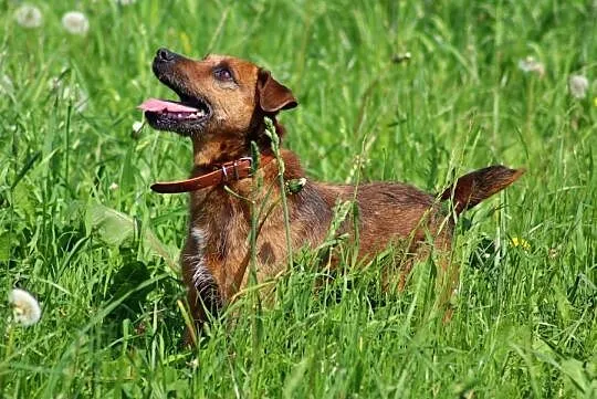 KROKIET – pies w typie niemieckiego teriera myśliw