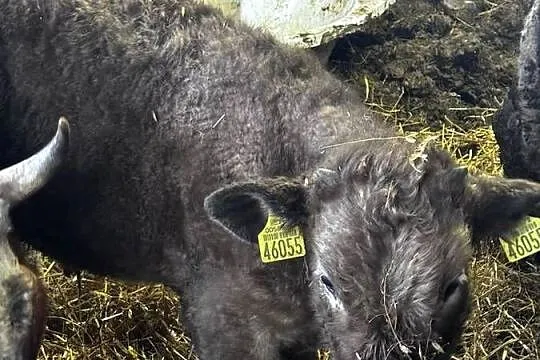 Odsadek byczek MM, Warmińsko-mazurskie, Lidzbark Warmiński