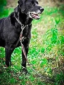 Mako wesoły psoak do adopcji, mazowieckie Warszaw