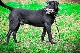 Mako wesoły psoak do adopcji,  mazowieckie Warszaw