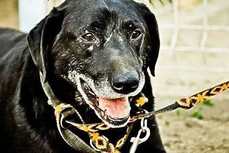 Mako wesoły psoak do adopcji,  mazowieckie Warszaw