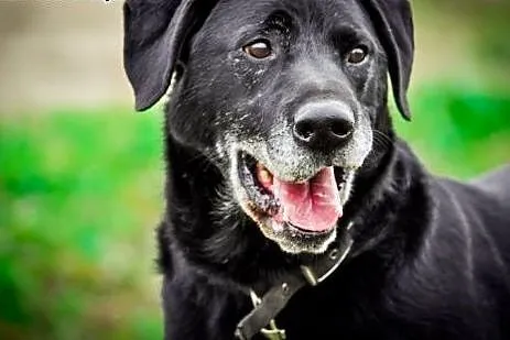 Mako wesoły psoak do adopcji,  mazowieckie Warszaw