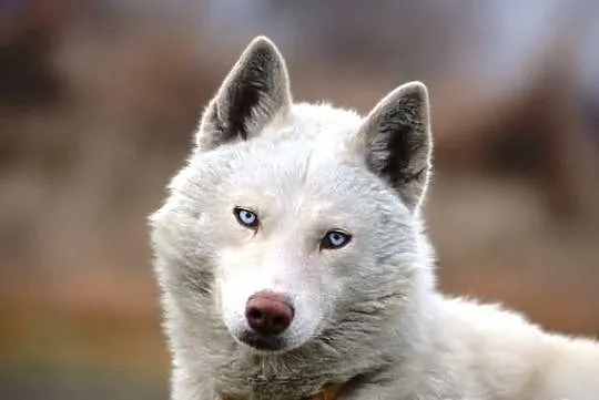 Piękny i aktywny Vigo w typie husky !