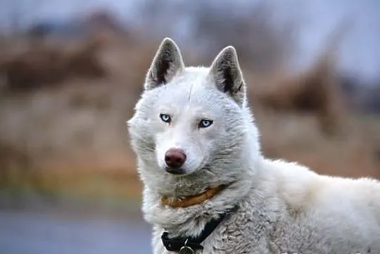Piękny i aktywny Vigo w typie husky !
