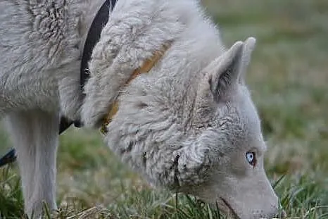Piękny i aktywny Vigo w typie husky !